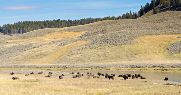 istock Buffalo Grazing in Yellowstone National Park 1893723203