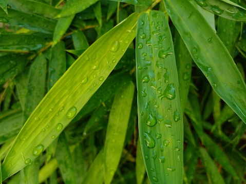 Bamboo leaves exposed to rainwater. Bamboo leaves as background.