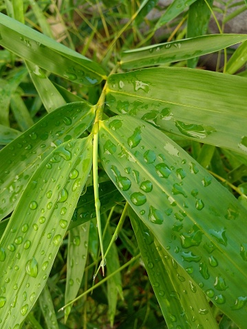 Bamboo leaves exposed to rainwater. Bamboo leaves as background.