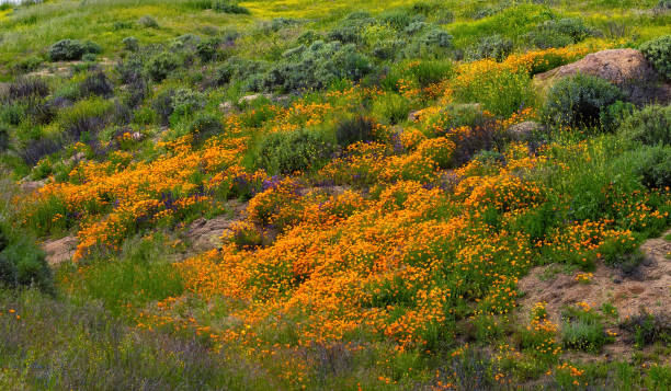 istock California Wildflowers 1893750571