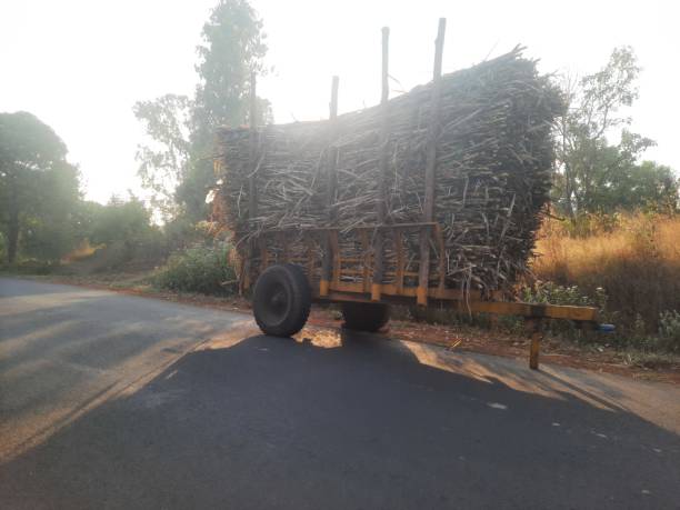 istock tractor trolley filled with harvested sugarcane 1893761522