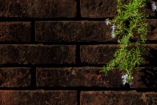 Rosemary blooming in front of the brick