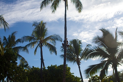 Man climbing palm tree at Oahu's Ko Olina resort.