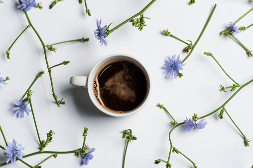 Attractive blue wild chicory flowers and chicory coffee on white background. Alternative vegan chicory flower coffee. The taste and smell of chicory is similar to coffee, but it does not contain caffeine