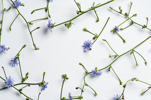 Wild chicory flowers isolated on white background pattern. Top view, with copy space