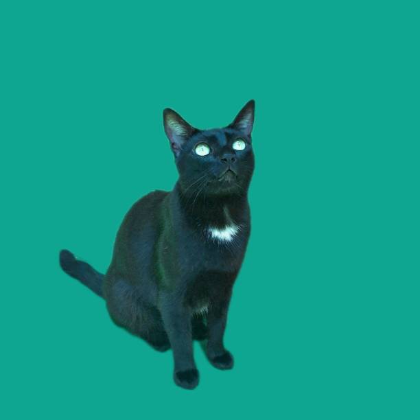 cute black cat with white fur on its neck