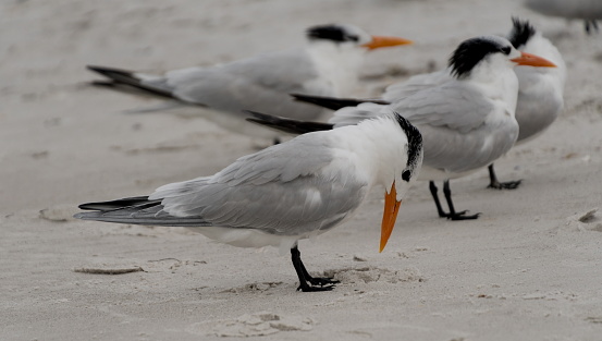 Royal terns resting on sand at Indian Rocks, St Pete, Florida