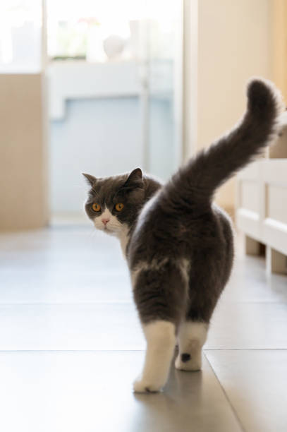 British Shorthair cat walking indoors