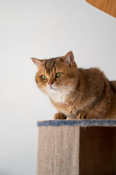 istock British shorthair cat lying on cat climbing frame 1893838289
