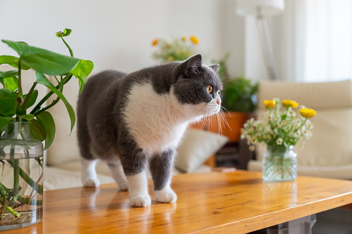 British Shorthair standing on a table