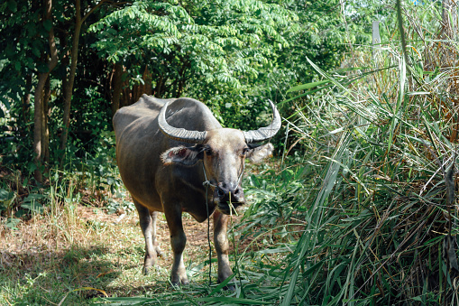 Thailand Farmer man working on rice field and a buffalo