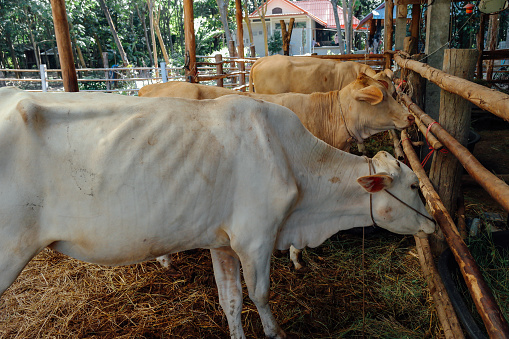 Portrait of a happy woman milking a cow at a cattle farm and looking at the camera smiling - rural lifestyle concepts