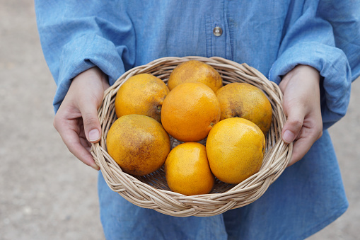 Closeup gardener hands hold basket of organic oranges. Som See Thong in Nan Province, Thailand. Concept, Native local fruits. Economic agriculture crops. Tropical fruits.