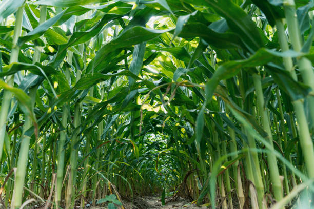 Green corn leaves, blue sky in the background, agricultural background