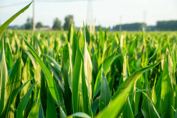 istock Green corn leaves, blue sky in the background, agricultural background 1893862130