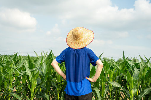 The farmer, wearing a straw hat, stood facing the cornfield