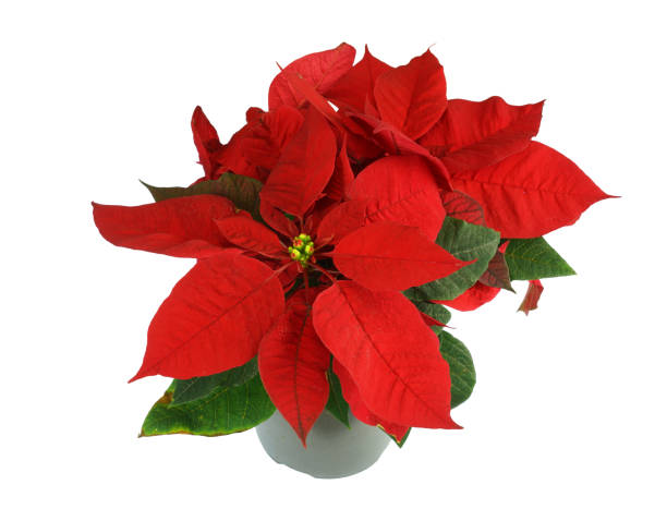 close up on poinsettia flower isolated on white background - isolated on white growth symbol poinsettia - fotografias e filmes do acervo