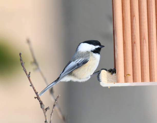 istock black capped chickadee at the bird feeder 1893884981