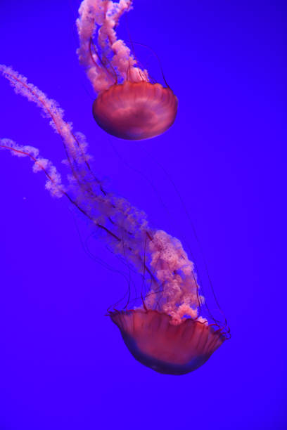 istock Close up on jellyfish under pink light 1893884982