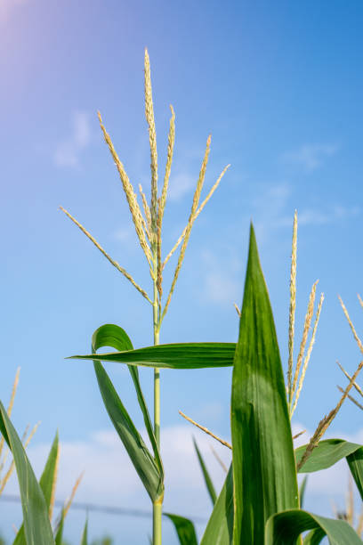 istock Green corn leaves, blue sky in the background, agricultural background 1893954464
