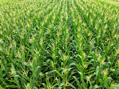 Aerial photo of cornfields