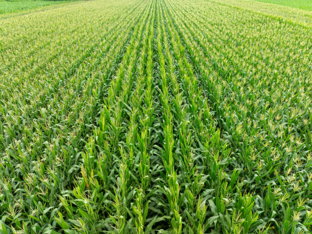 Aerial photo of cornfields