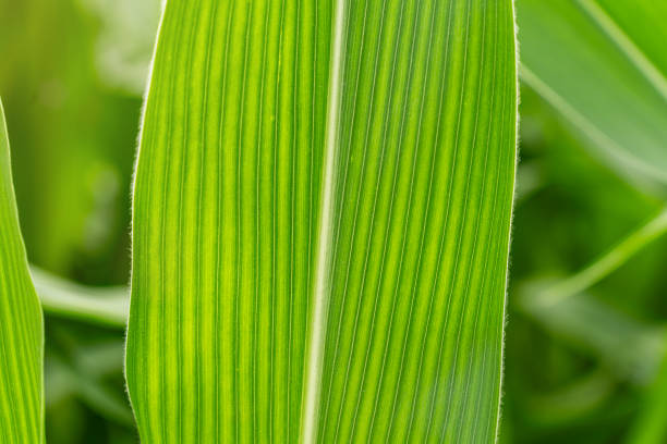 Close-up macro of cane leaf with ribbed against sunlight