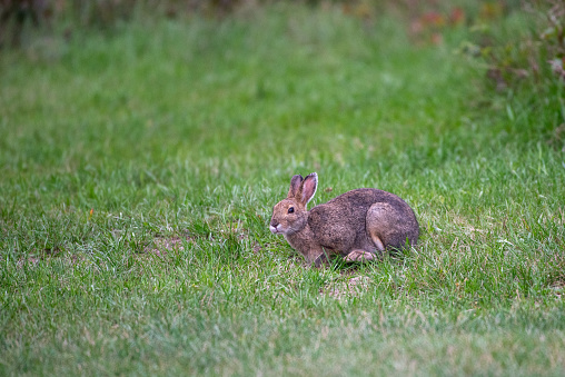 Snowshoe Hare in a grass field in a boreal forest in Manitoba,Canada on September 12, showing its black ear tufts