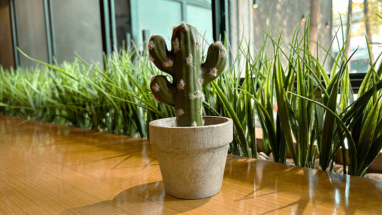 cactus with pot indoors