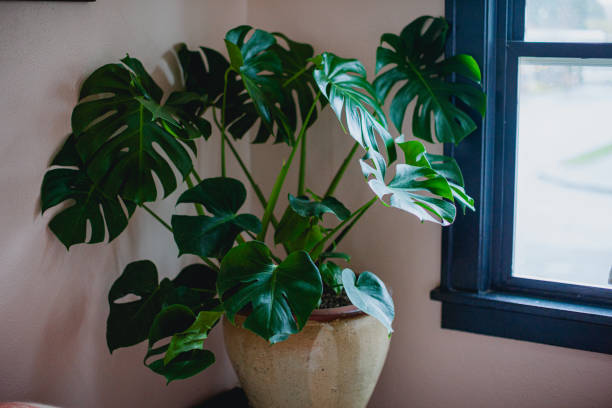 istock Indoor House Plant 1893970611