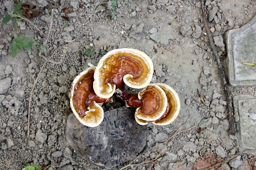 Earthy wonderful morelle mushrooms.  Shallow dof.