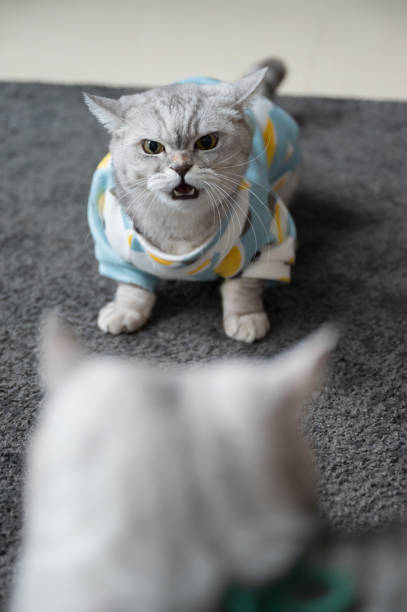 istock American shorthair cat angry at another cat 1893991625