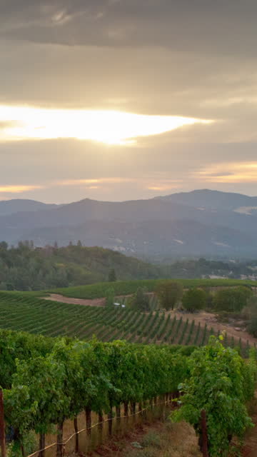 Sunrise over Scenic Vineyard in California