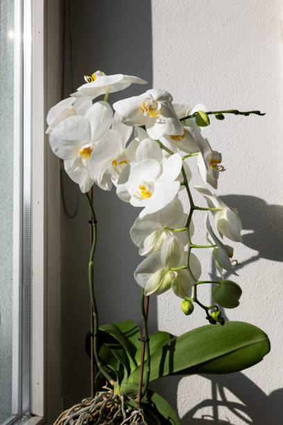 istock White phalaenopsis orchid with flowers and buds on the window 1893998877