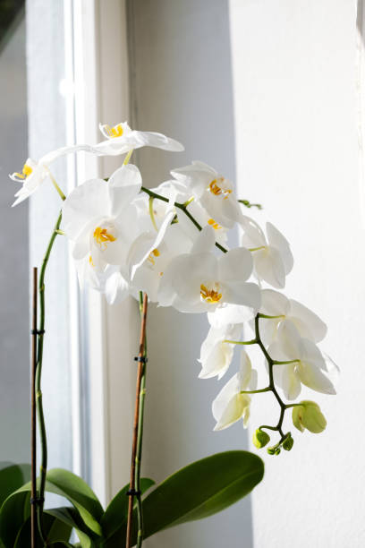 istock White phalaenopsis orchid flowers on a drooping stem on a window close-up 1893998878