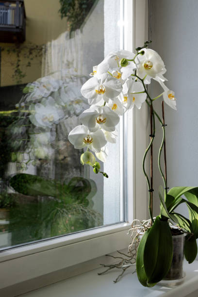 istock White phalaenopsis orchid with flowers and buds on the window 1893999893
