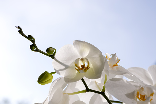 Flowers and buds of the white phalaenopsis orchid on a white background. Postcard