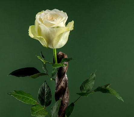 Creative still life with old rusty drill bit and white rose on a green background
