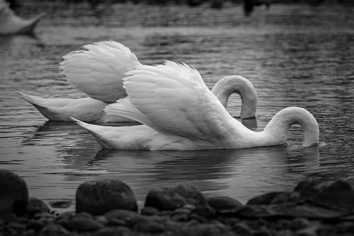 Swans on the water