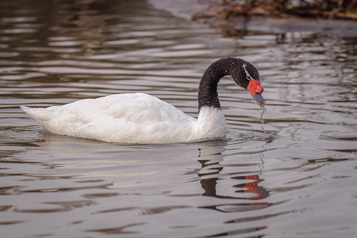 A black swan swimming in a lake.