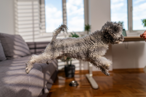 Side view of cute poodle in the air after jumping out of sofa in living room at home