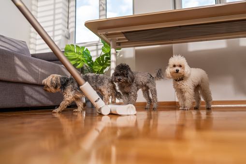 Three cute little dogs chasing vacuum cleaner at home