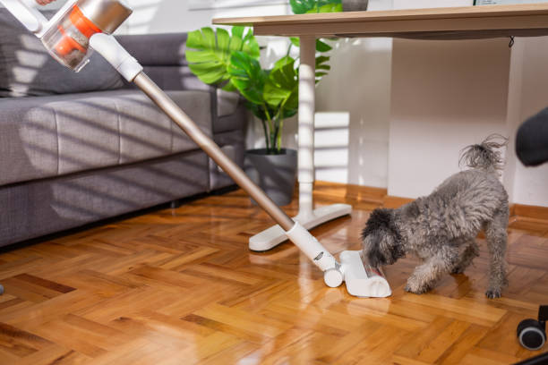 Dog chasing vacuum cleaner