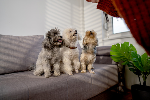 Three cute little dogs sitting side by side on couch and waiting for treats at home