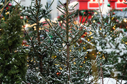 Christmas trees covered with snow and garlands in the city square.