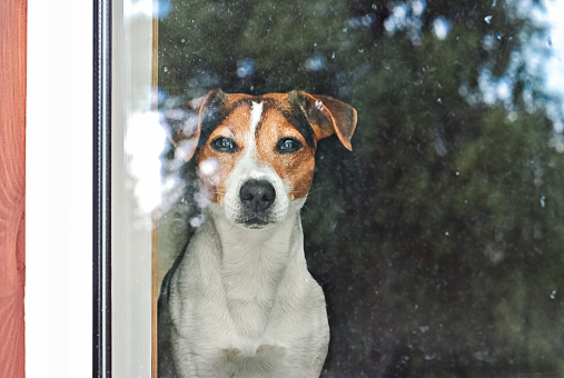Alert Jack Russell Terrier gazes through a glass door. Waiting his man. Pet home alone concept