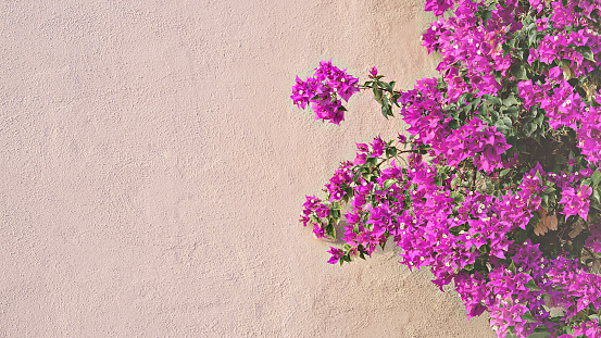 Pink bougainvillea flowers cascade down beige wall. Spring splash of color