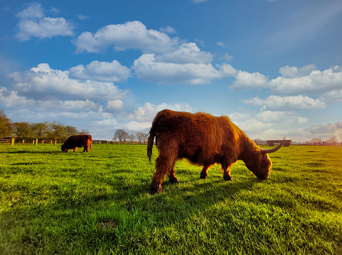 Brown Highland cattle cows on a grass field of a farm