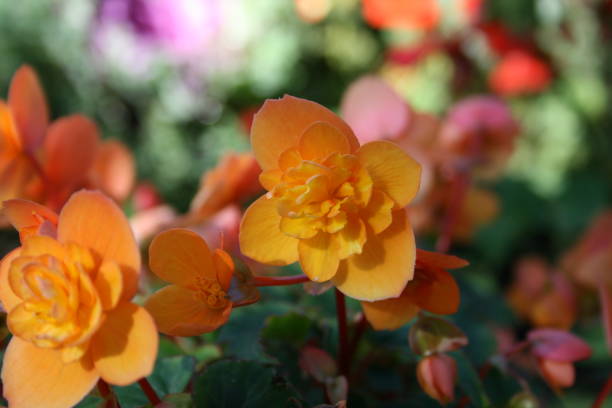 istock Flowers in multiple colors. Spring, nature, garden 1894137687