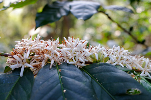 Lots of white flowers with green leaves from the coffee plant attached to the branches.